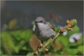 <p>PĚNICE POKŘOVNÍ (Sylvia curruca) /Lesser whitethroat - Klappergrasmücke/</p>